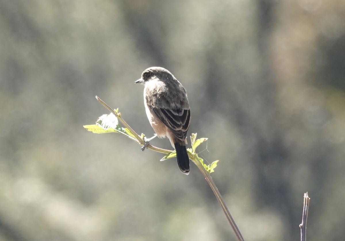 Pallasschwarzkehlchen (przewalskii) - ML646161430
