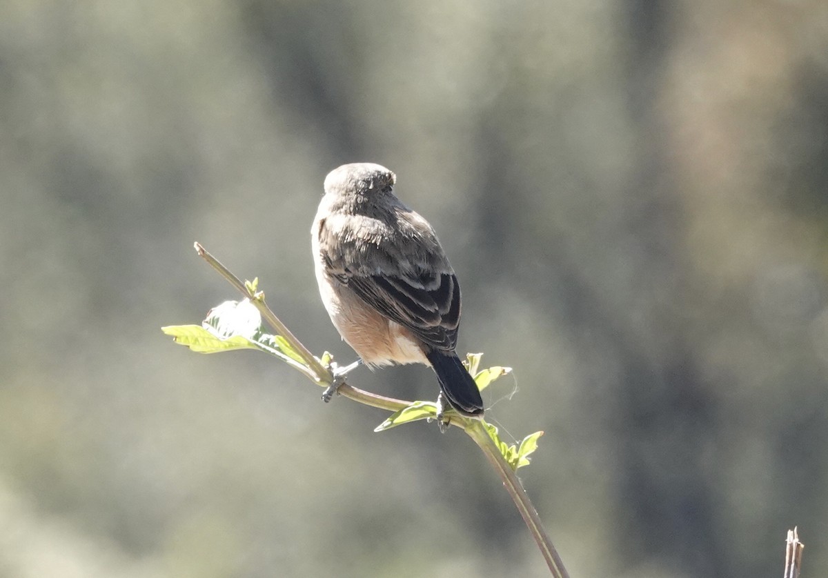 Pallasschwarzkehlchen (przewalskii) - ML646161431