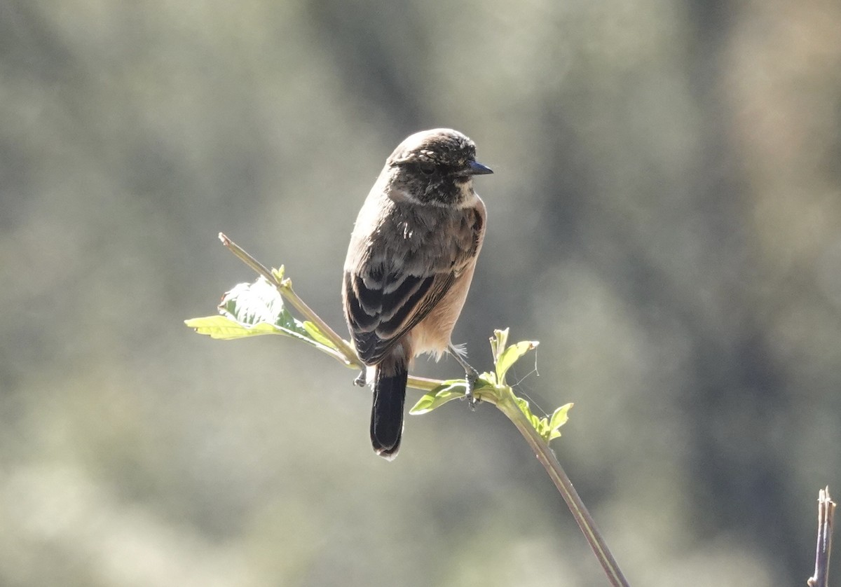 Pallasschwarzkehlchen (przewalskii) - ML646161432