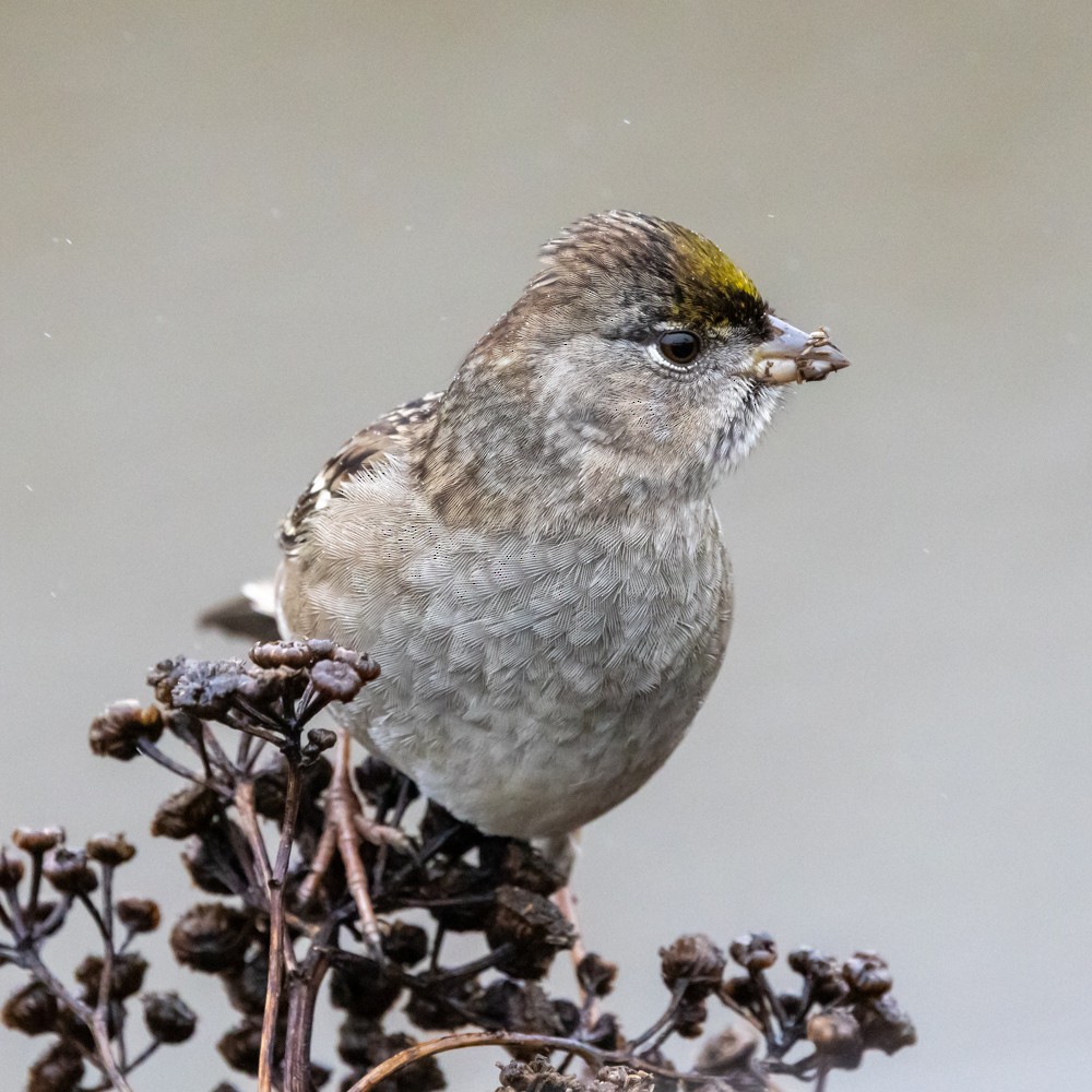 Golden-crowned Sparrow - ML646161434