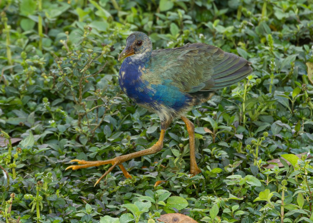 Purple Gallinule - ML646161436
