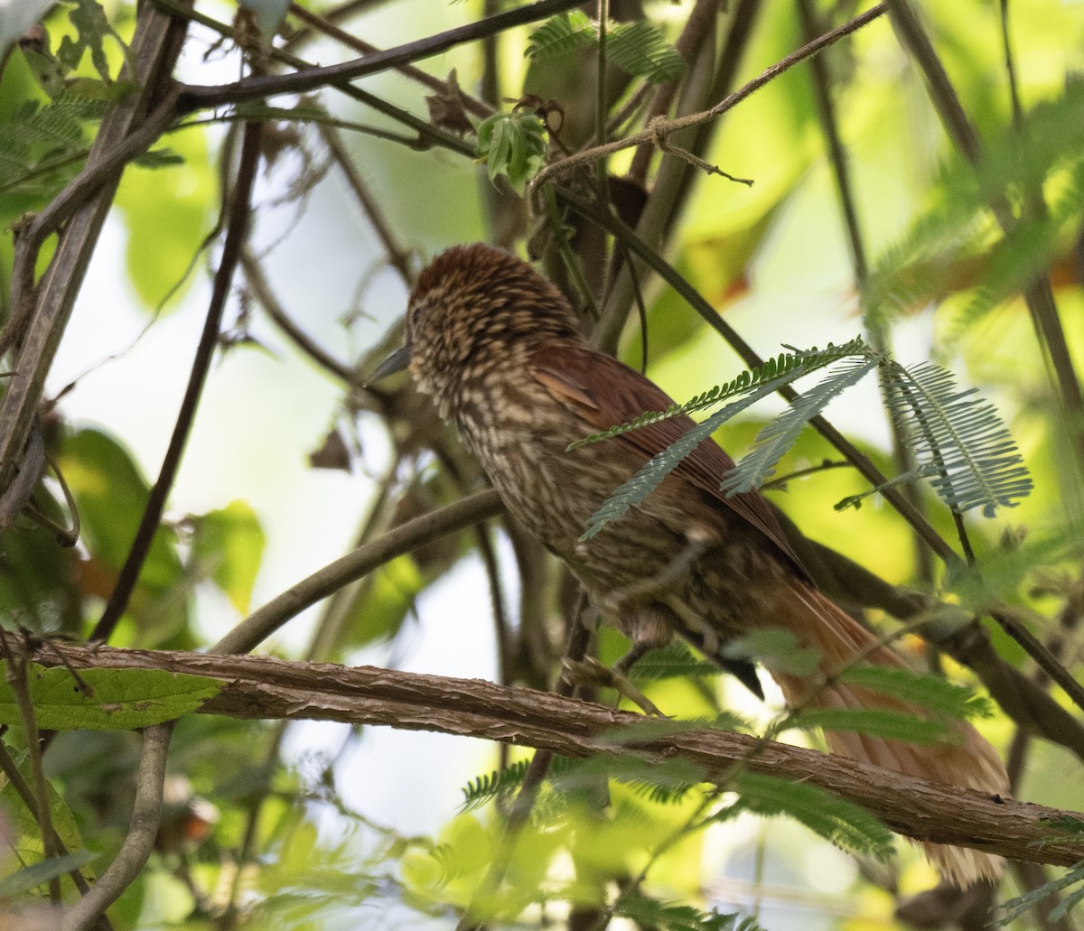 Striated Softtail - ML646161445