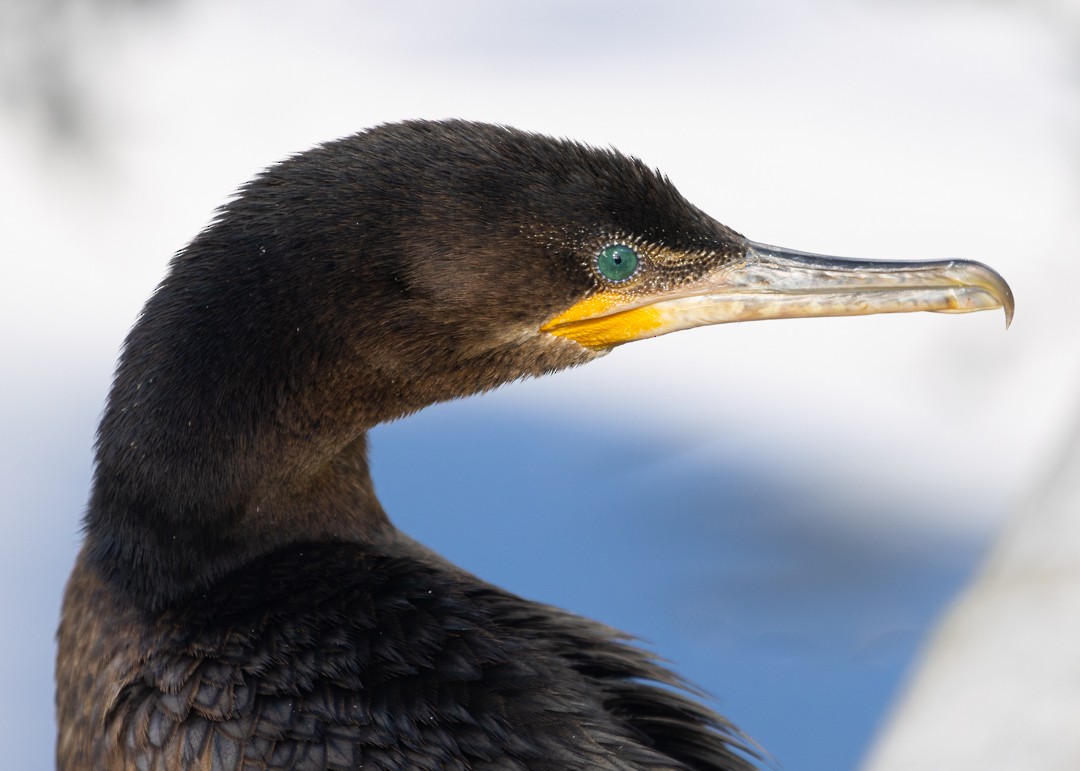 Neotropic Cormorant - ML646161448