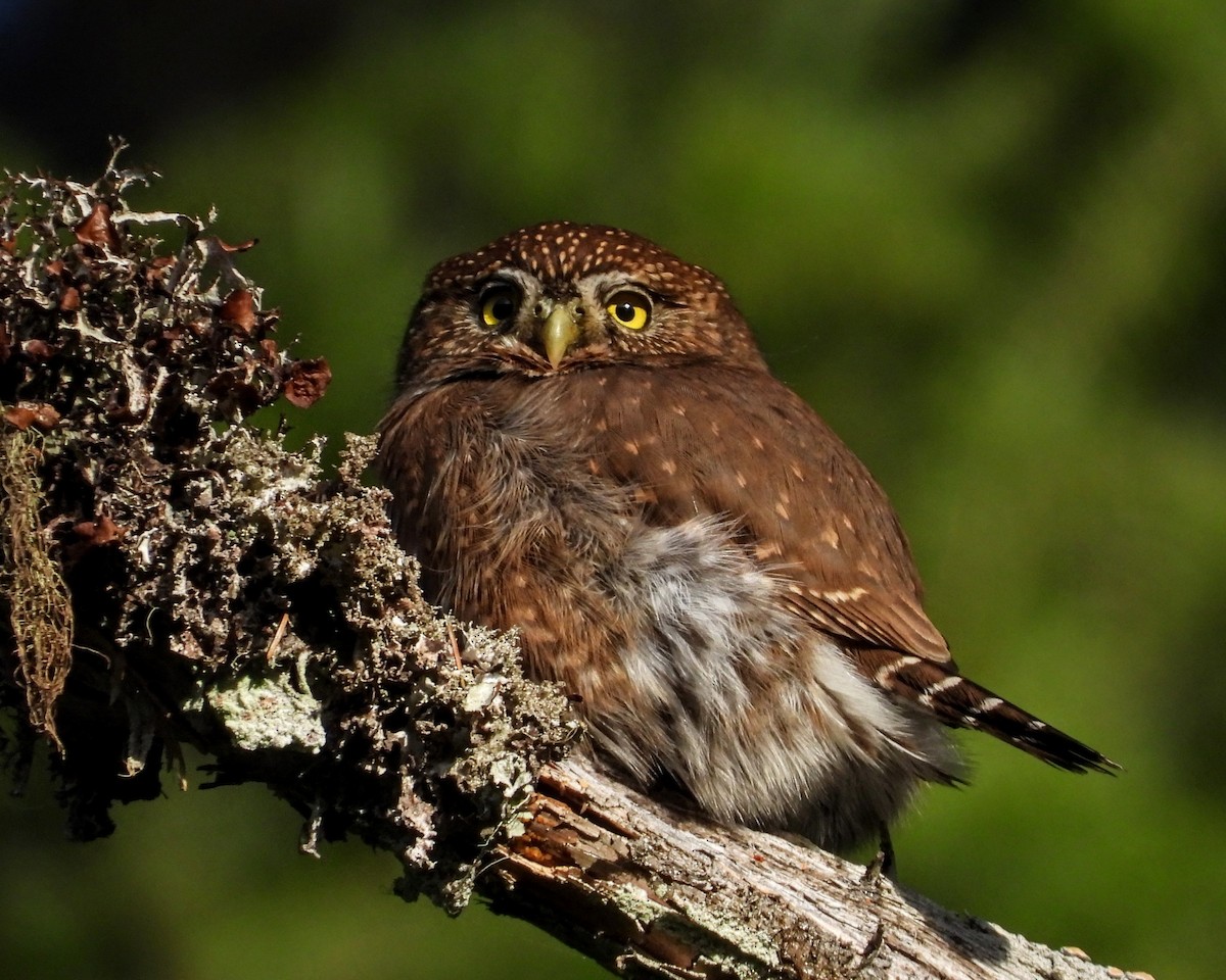 Сичик-горобець гірський - ML646161449