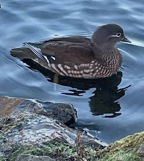 Mandarin Duck - ML646161450