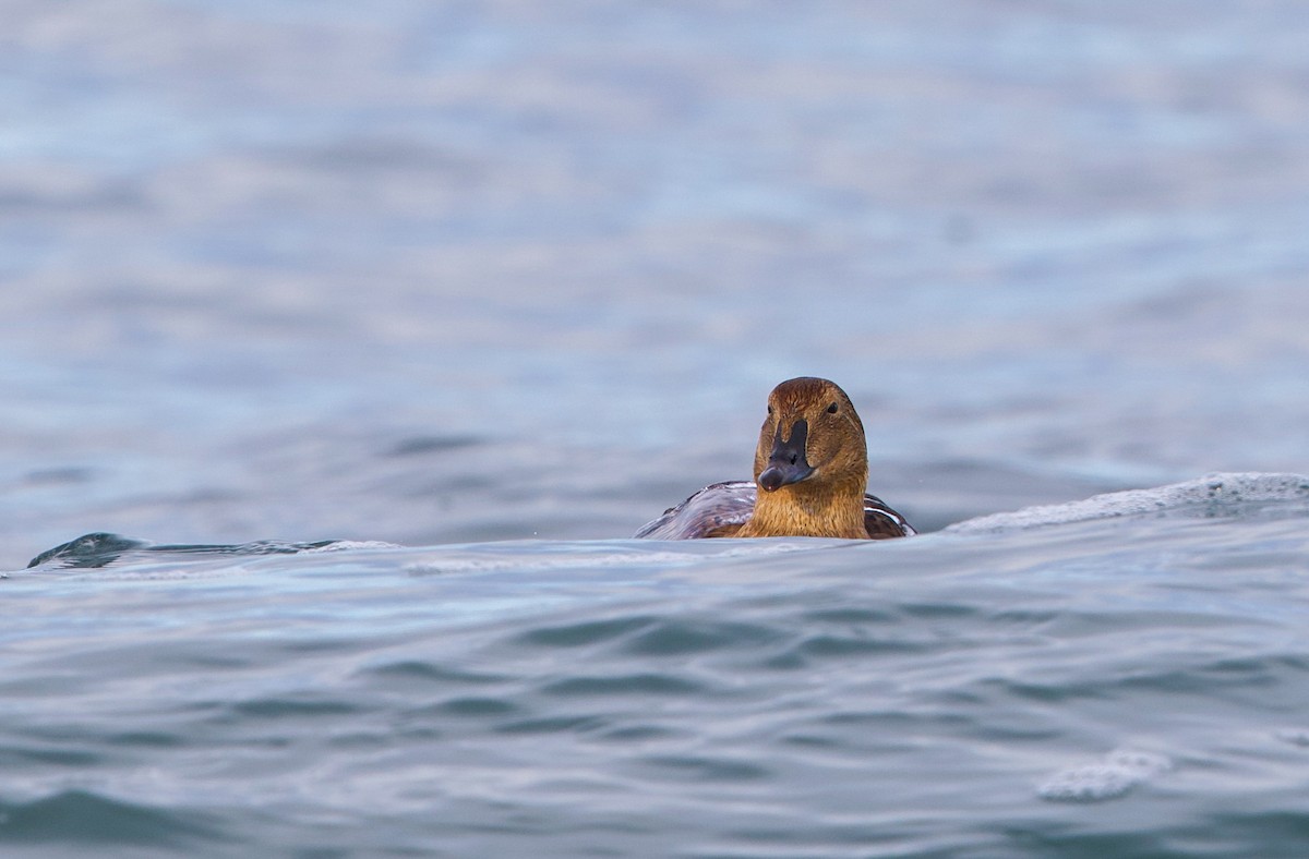 kajka královská - ML646161451