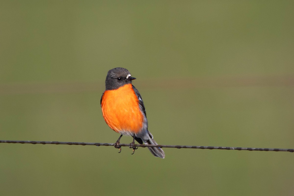 lejsčík ohnivý - ML646161454