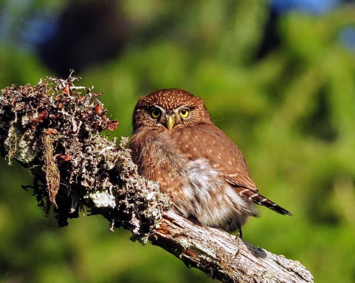 Сичик-горобець гірський - ML646161459