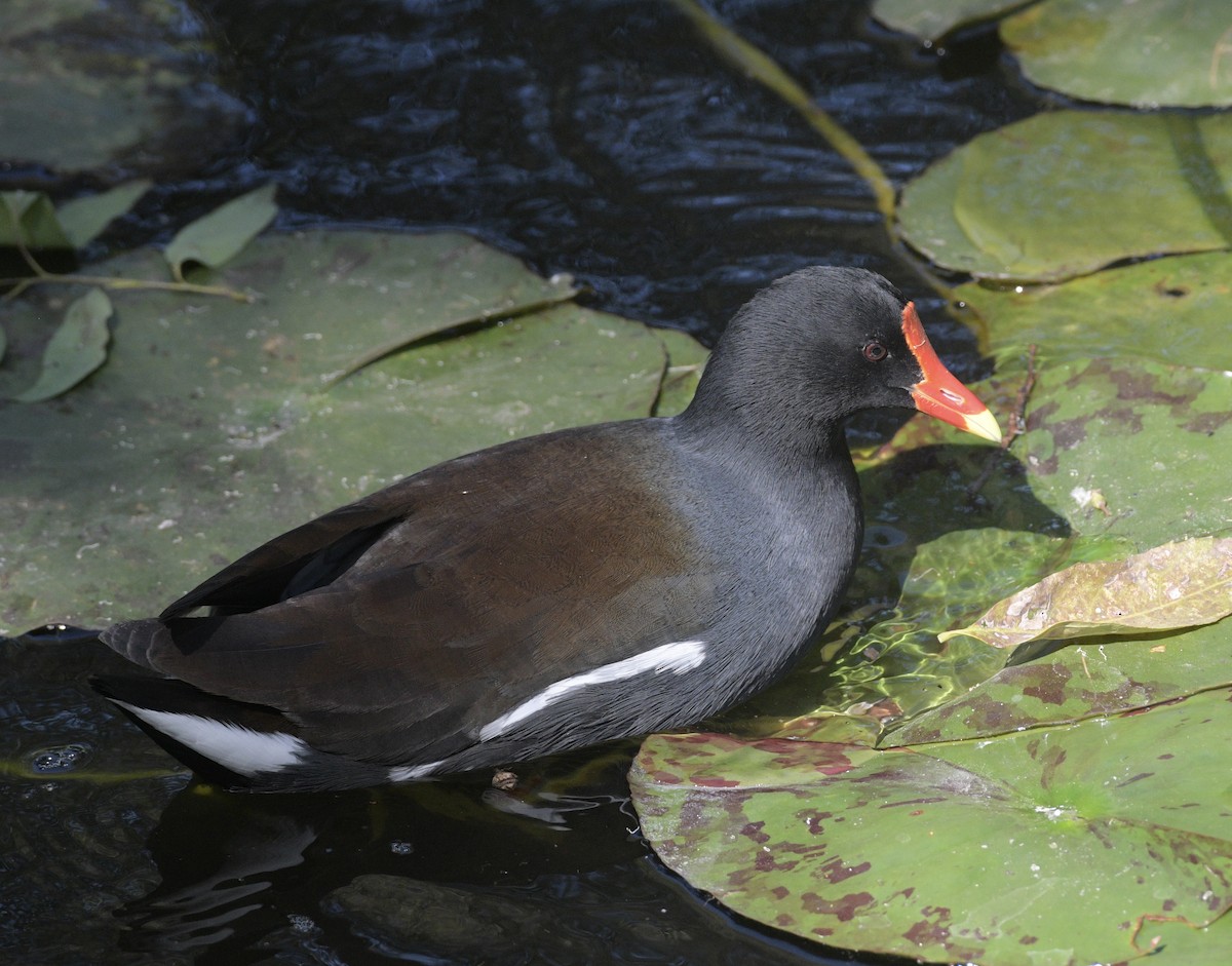 סופית אמריקנית - ML646161460