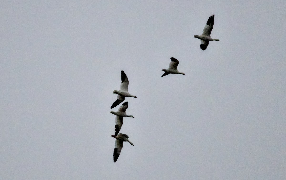 Snow Goose - ML646161462