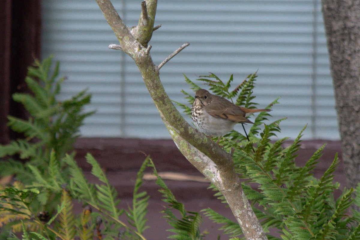 Hermit Thrush - ML646161470