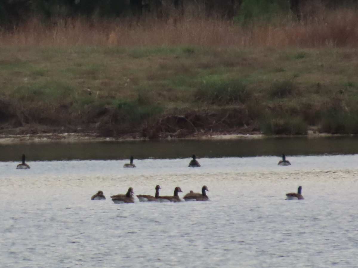 Canada Goose - ML646161471