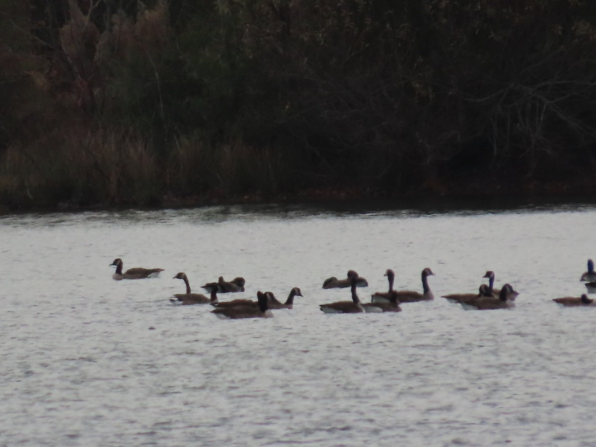 Canada Goose - ML646161472