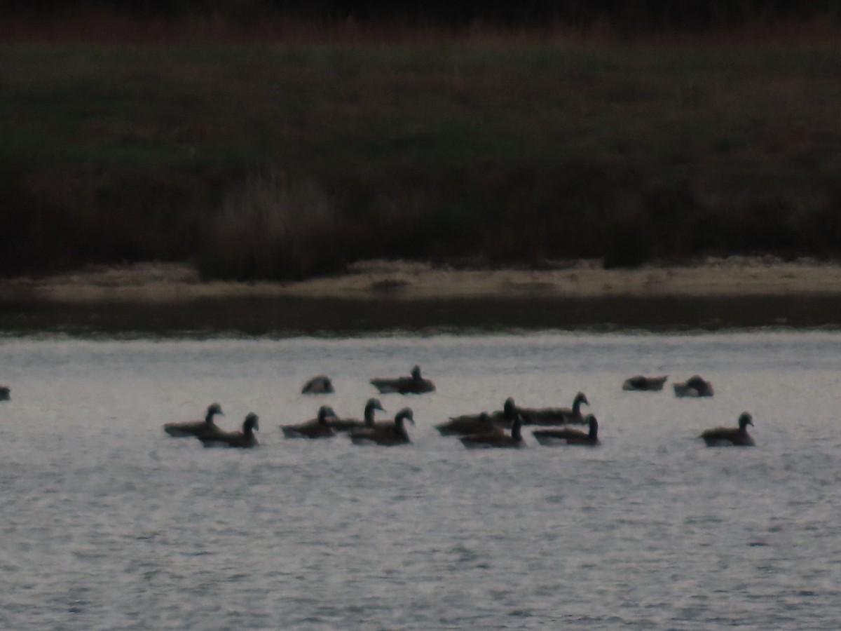 Canada Goose - ML646161473