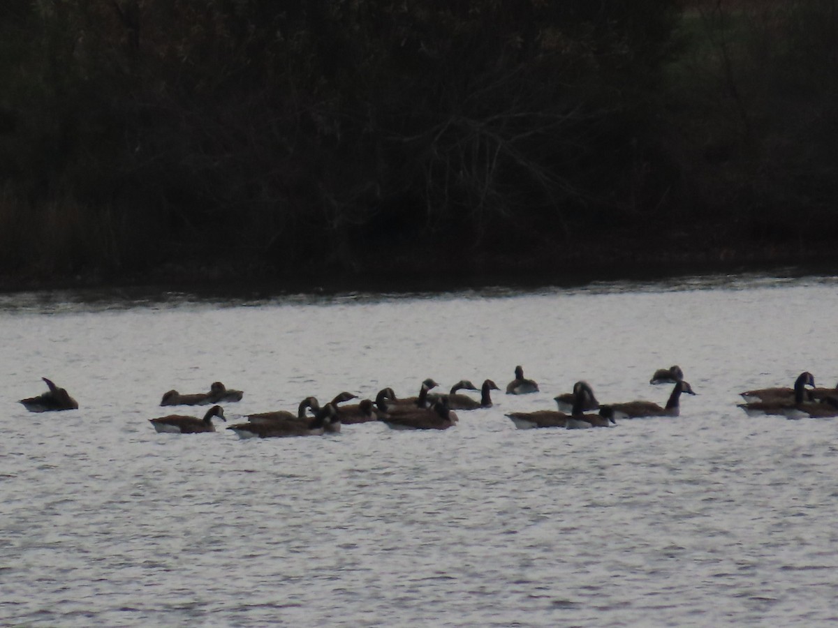 Canada Goose - ML646161474