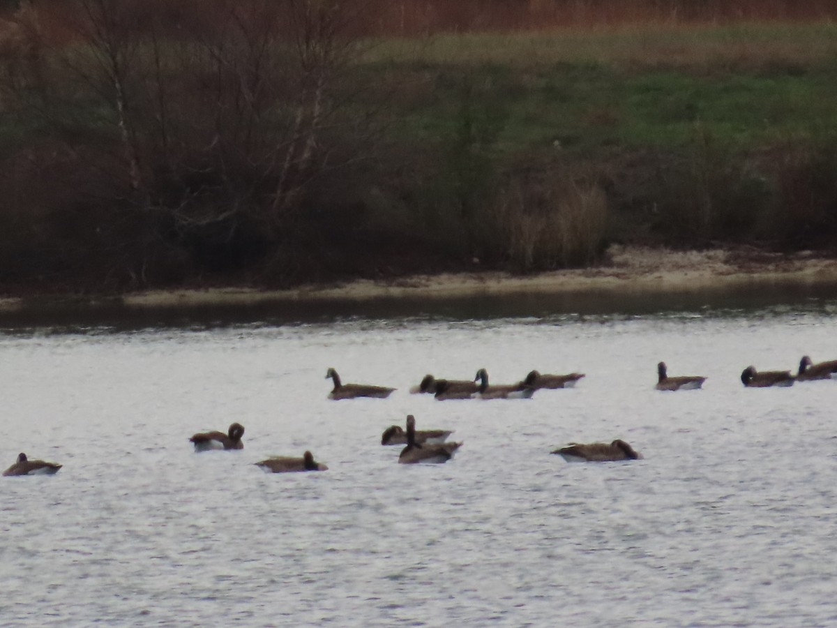 Canada Goose - ML646161475