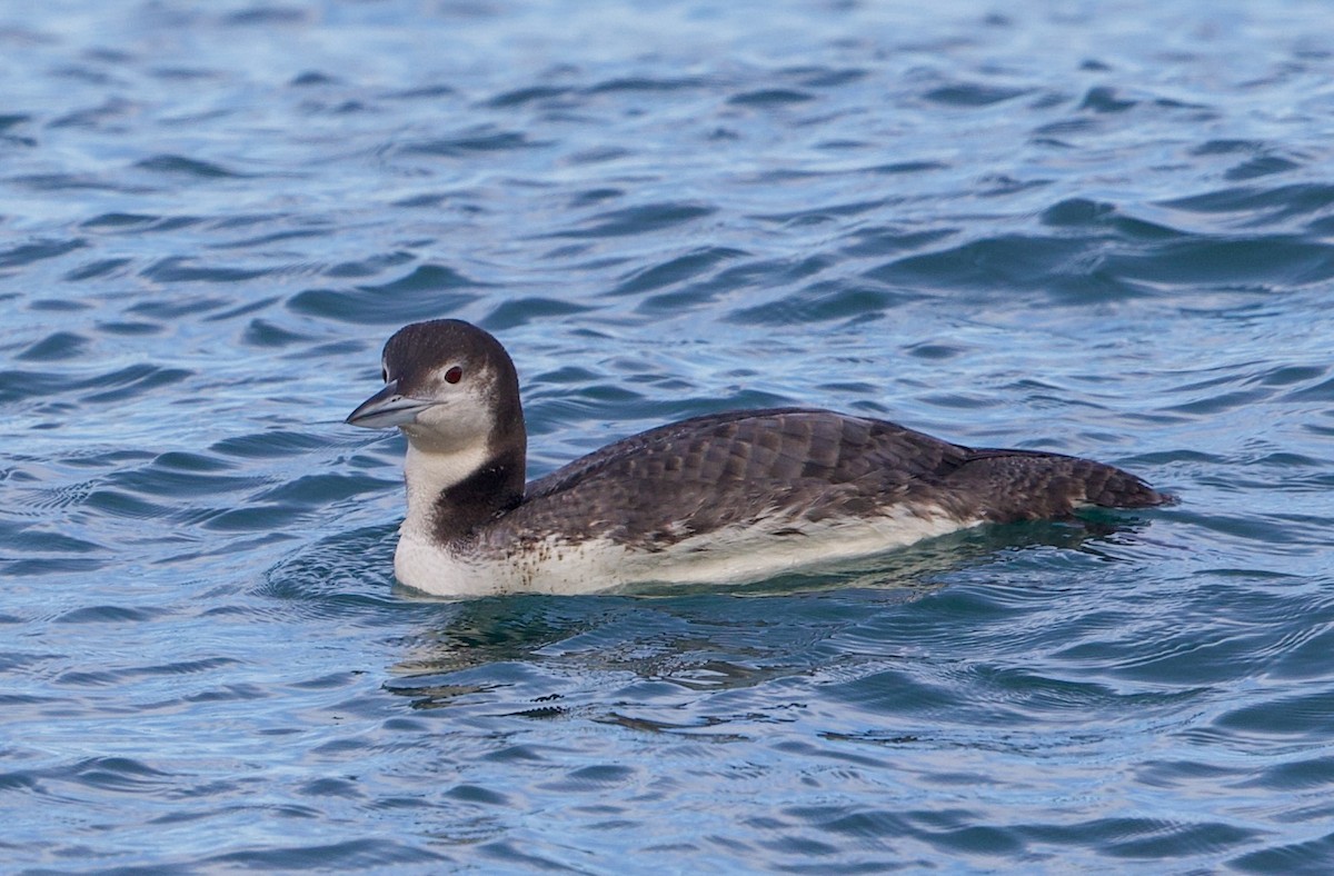 potáplice lední - ML646161477