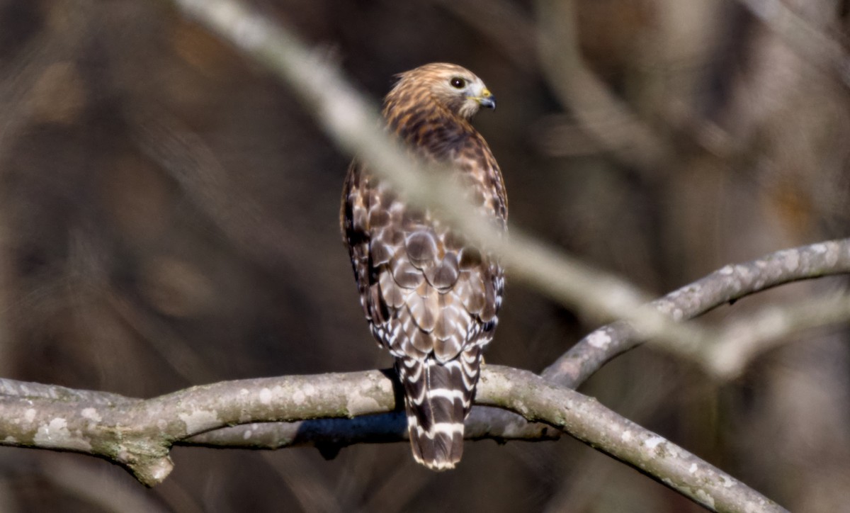 Red-shouldered Hawk - ML646161478