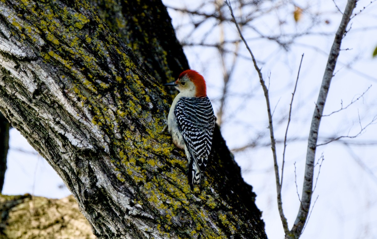 Red-bellied Woodpecker - ML646161481