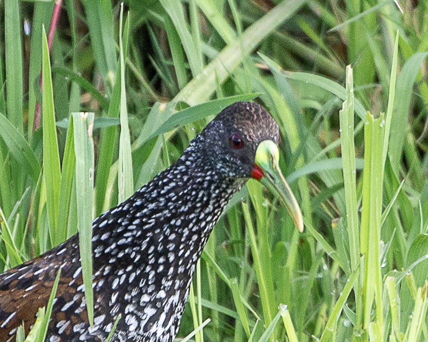 Spotted Rail - ML646161482