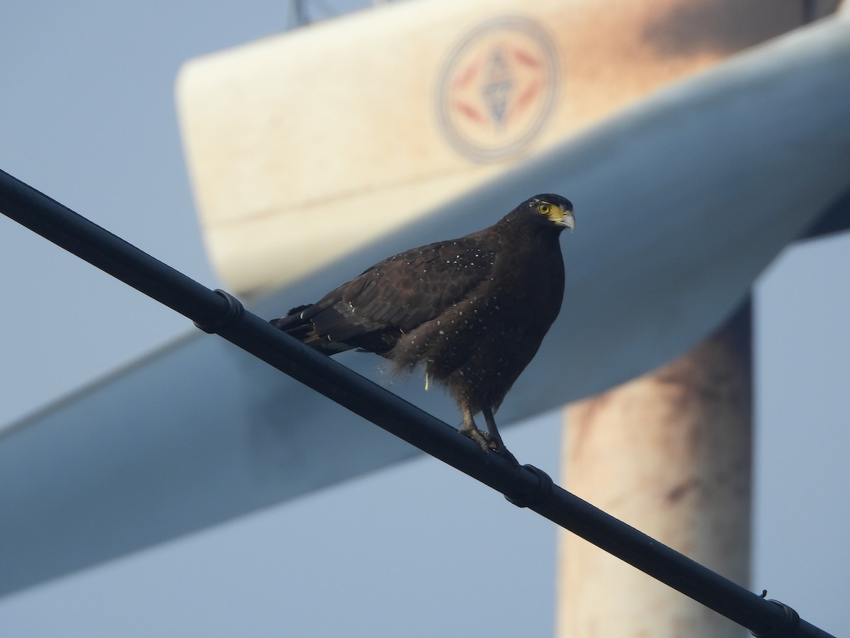 Хохлатый змееяд - ML646161497