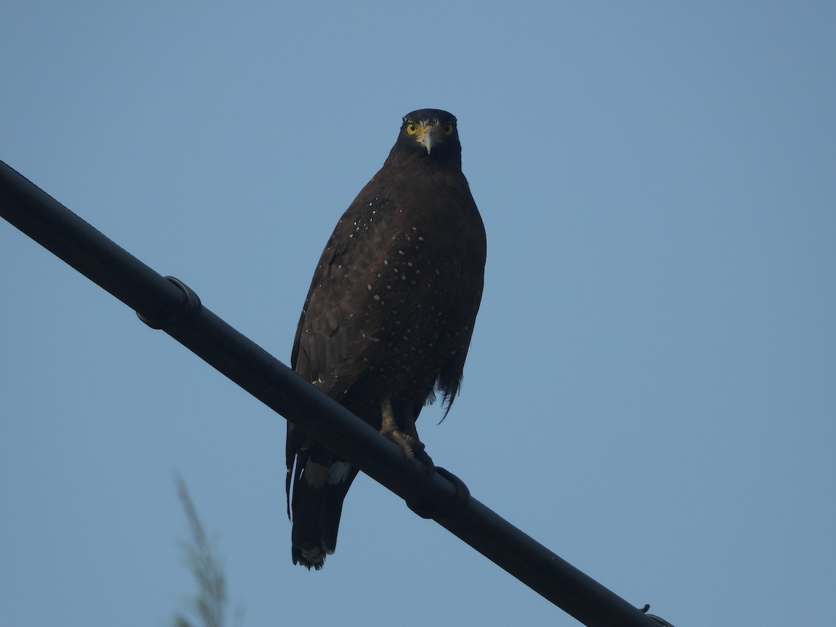 Хохлатый змееяд - ML646161498