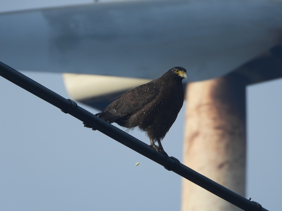 Хохлатый змееяд - ML646161499