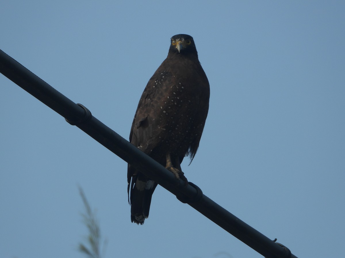 Хохлатый змееяд - ML646161500