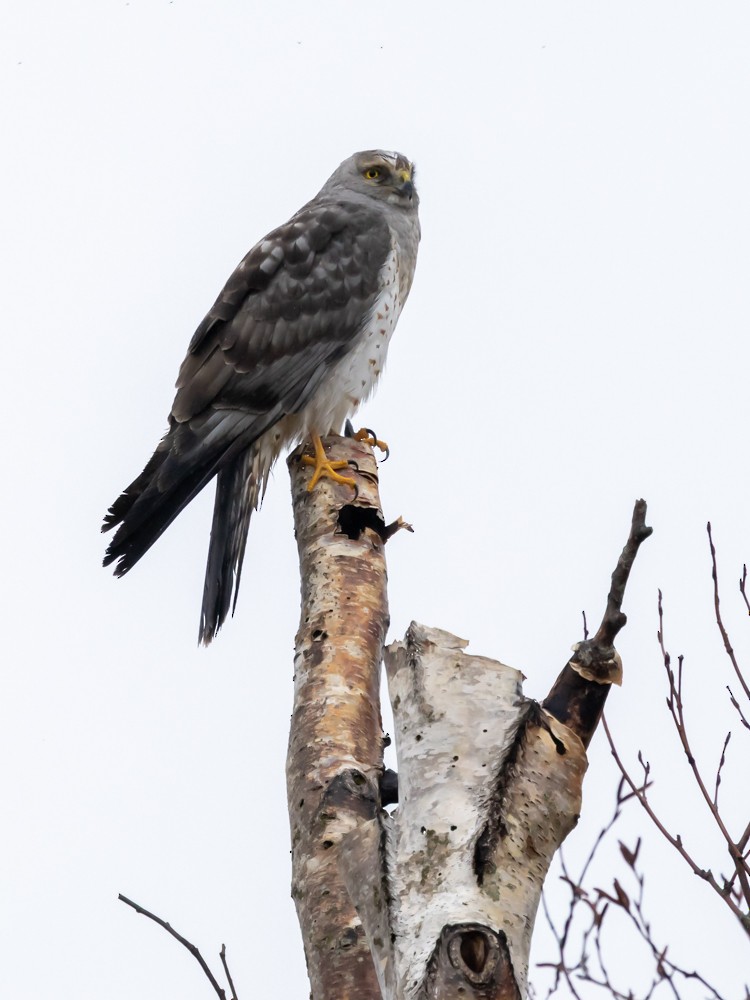Northern Harrier - ML646161501