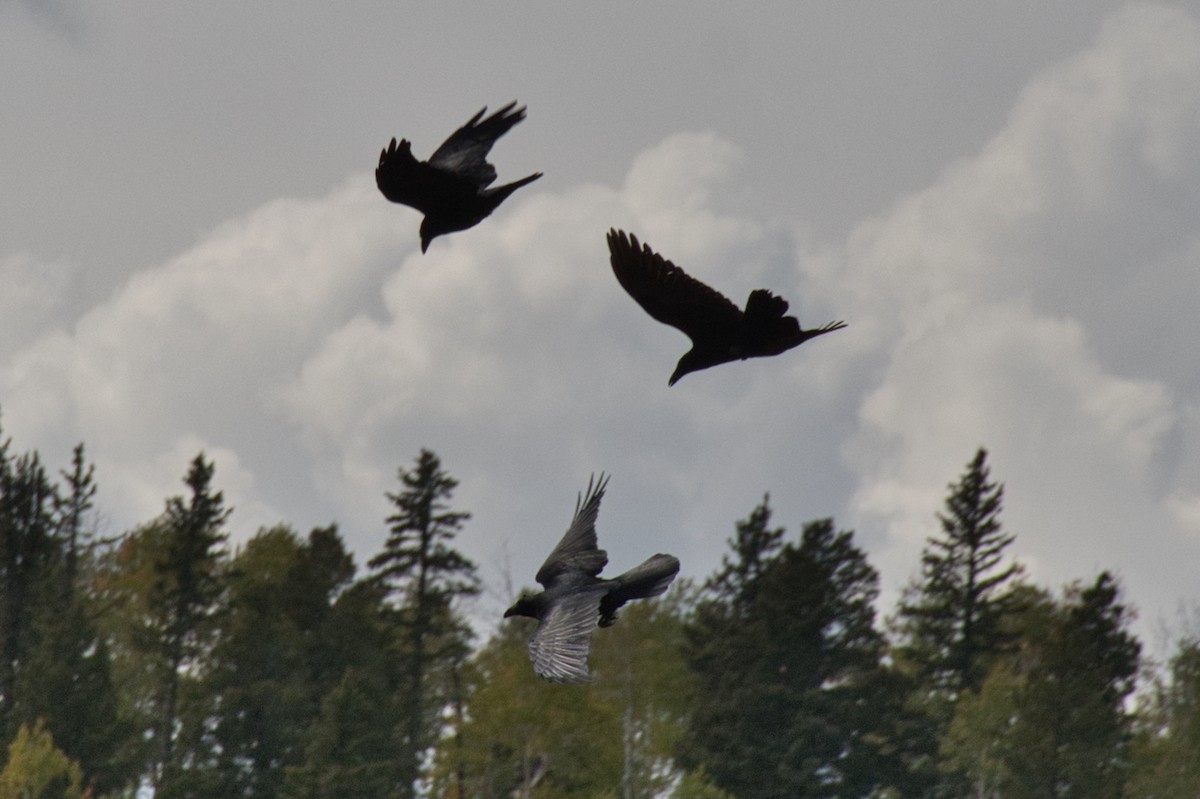 Common Raven - ML646161502