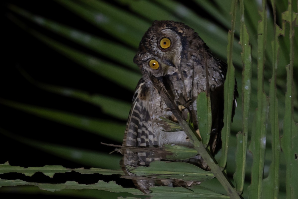 Молуккская совка - ML646161504