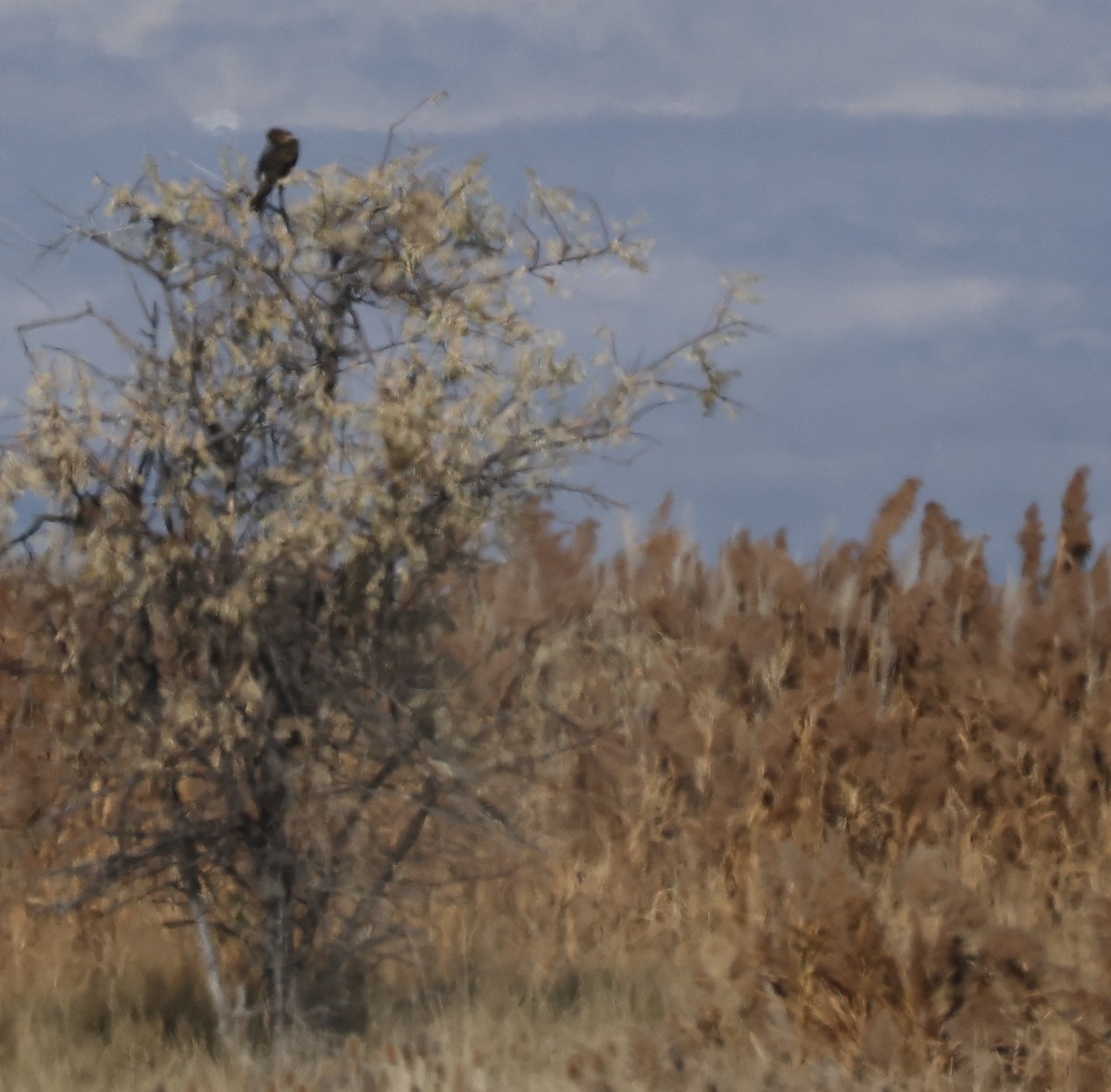 ub. hauk - ML646161505