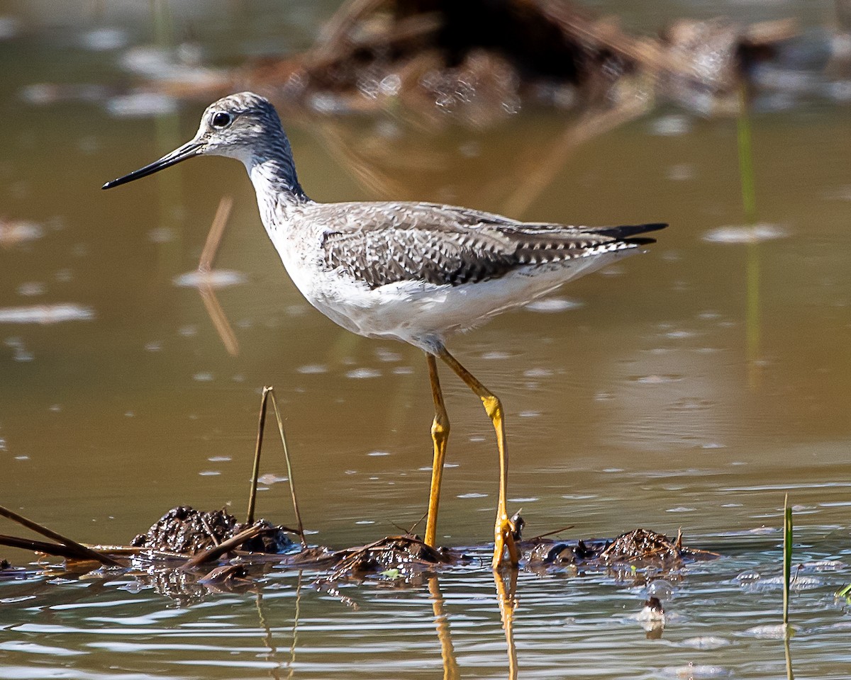 Желтоногий улит - ML646161507