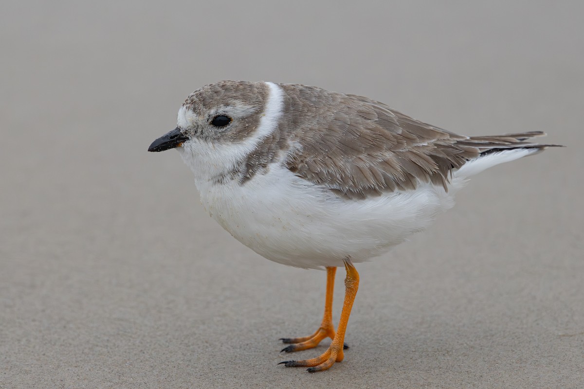 Желтоногий зуёк - ML646161511