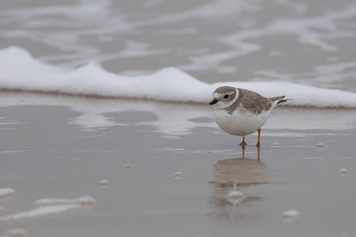 Желтоногий зуёк - ML646161512