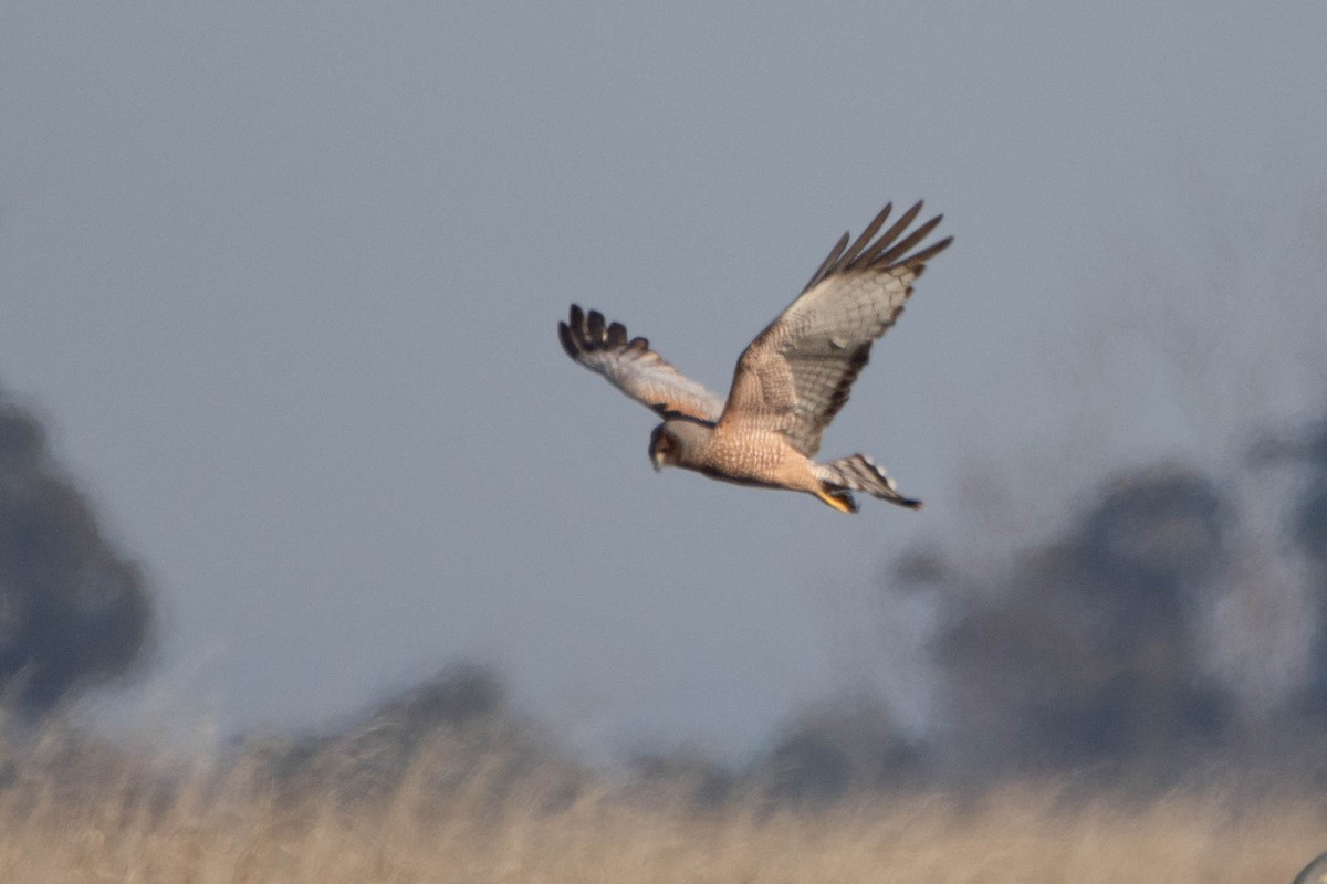 Пятнистый лунь - ML646161514