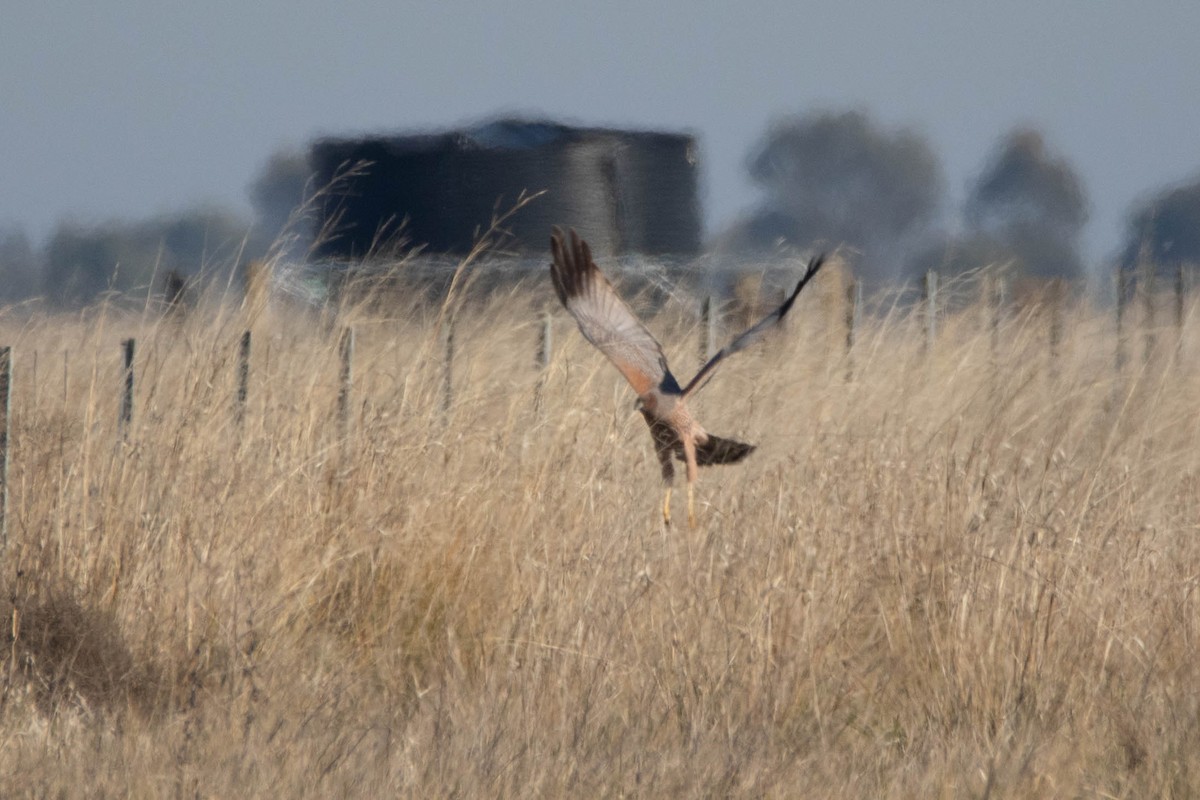 Пятнистый лунь - ML646161515