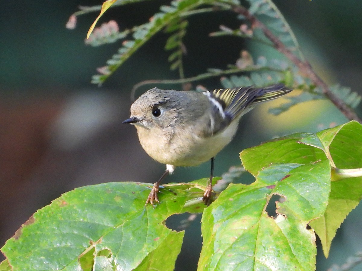 Рубиноголовый королёк - ML646161516