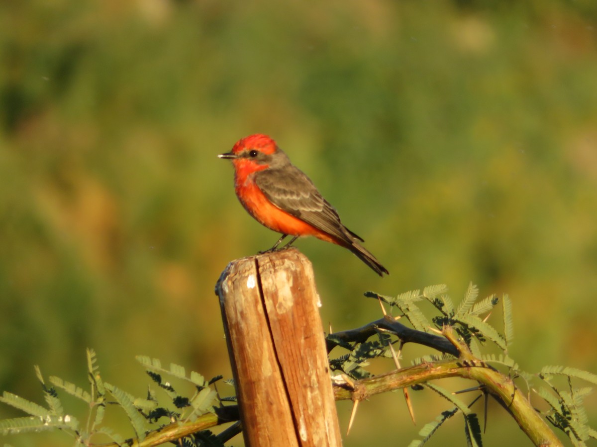 Красный мухолов - ML646161517