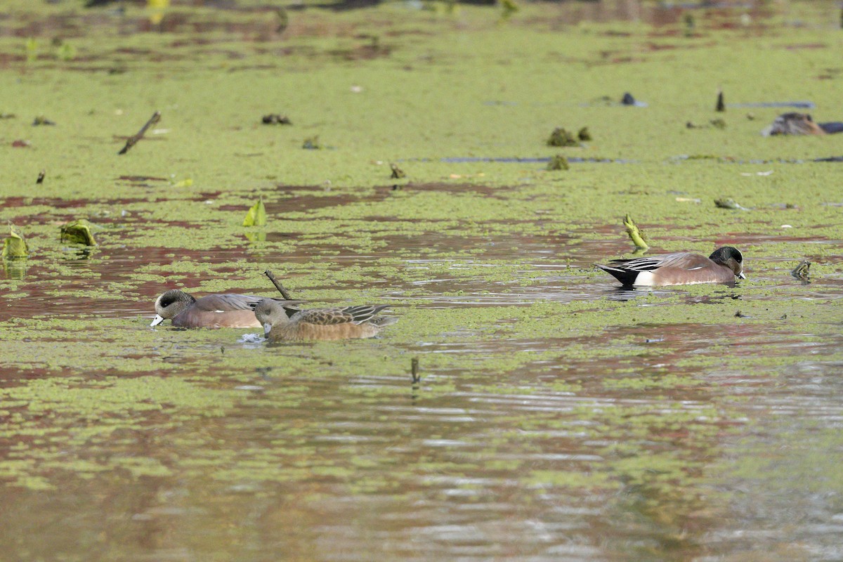Американская свиязь - ML646161518