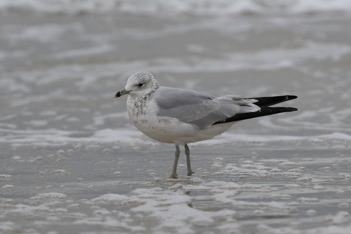 Делавэрская чайка - ML646161519