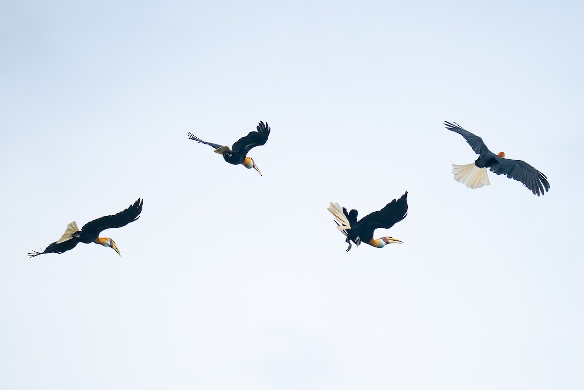 Новогвинейский калао - ML646161520