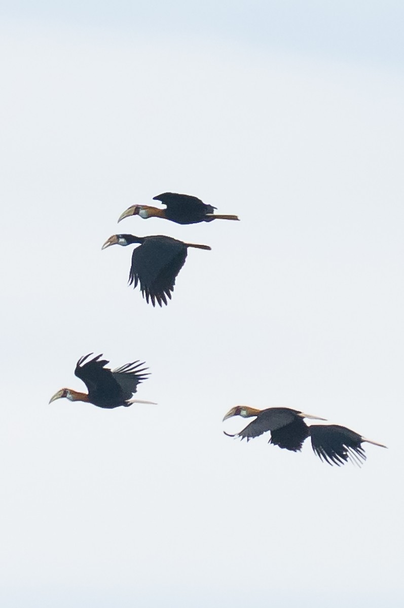 Новогвинейский калао - ML646161521