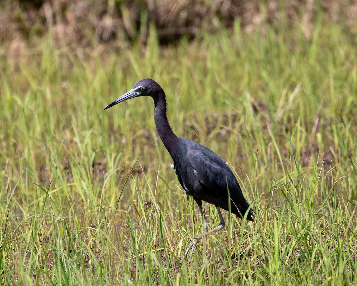 Малая голубая цапля - ML646161522