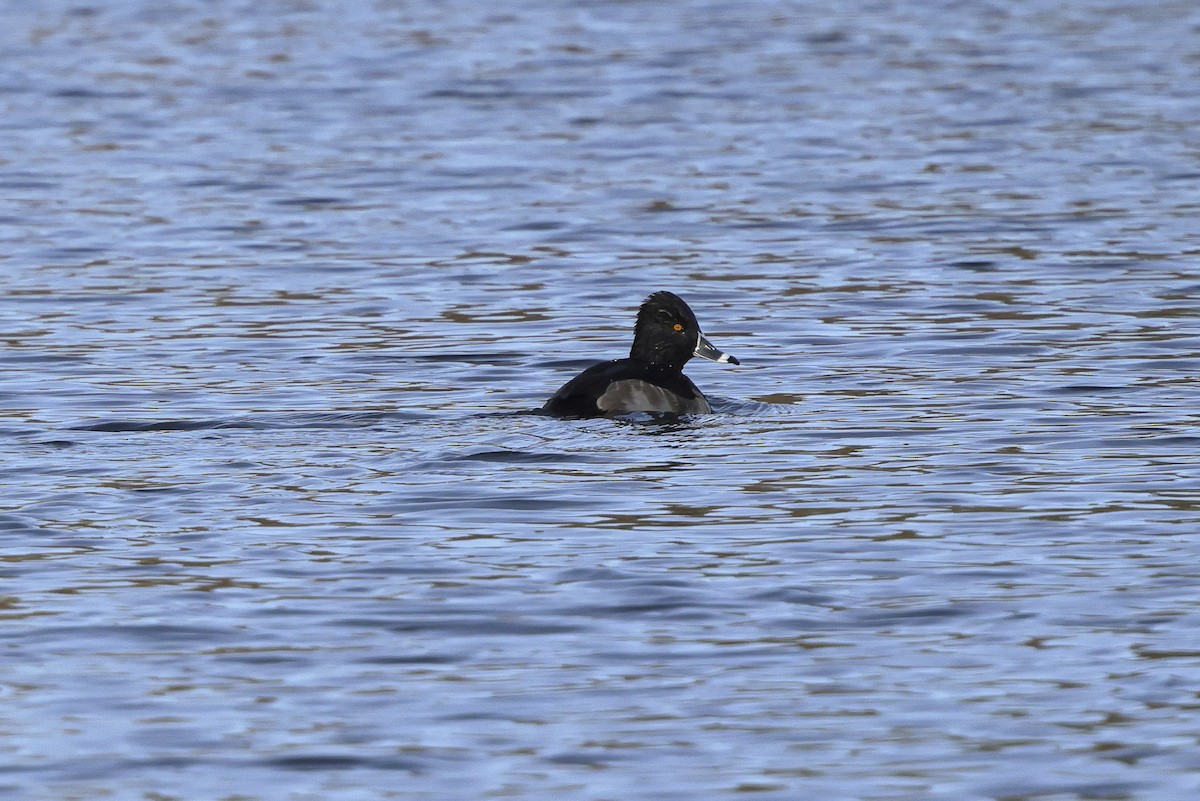 Кольчатая чернеть - ML646161523