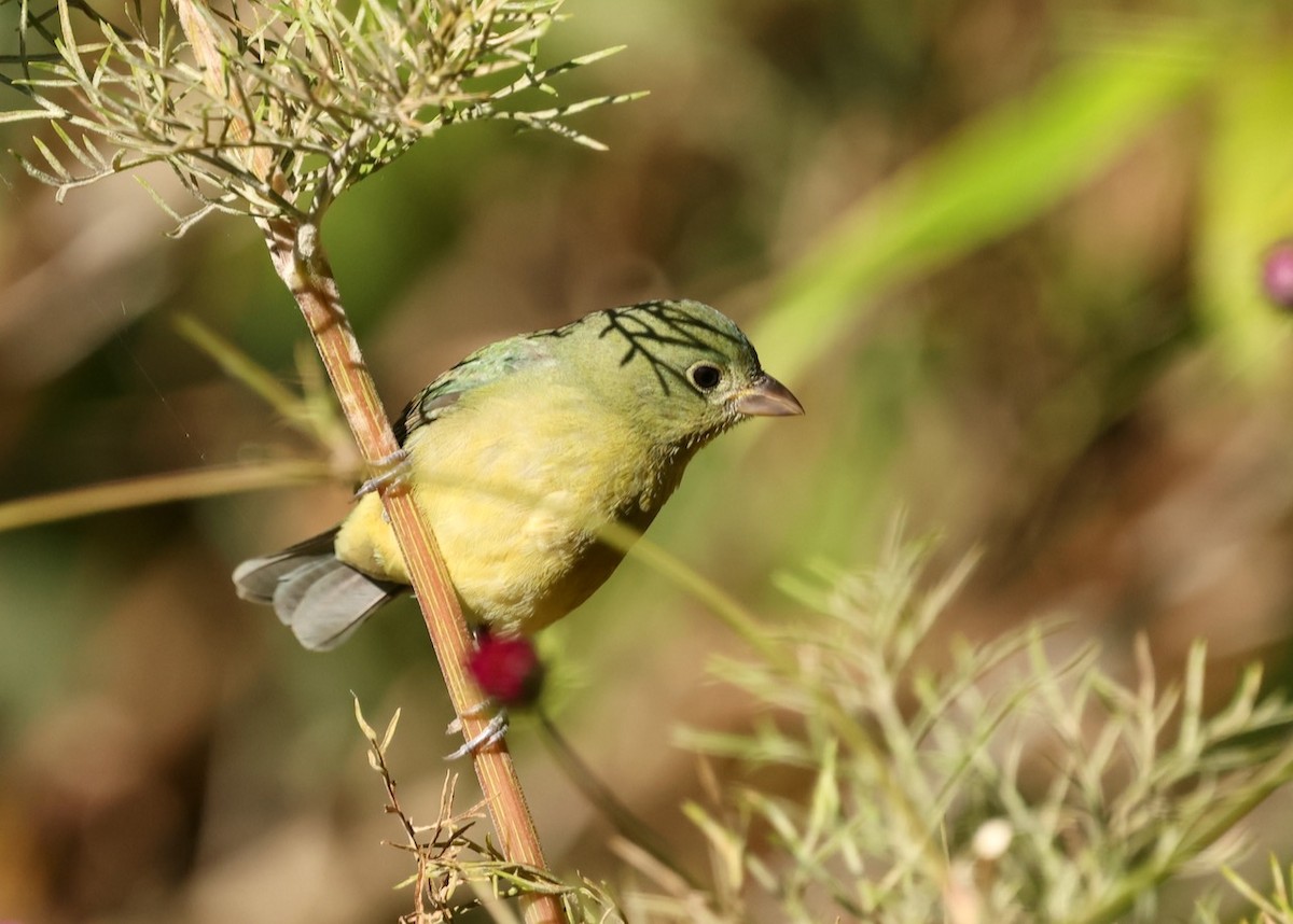 Painted Bunting - ML646161528