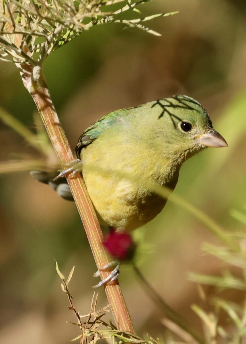 Painted Bunting - ML646161529