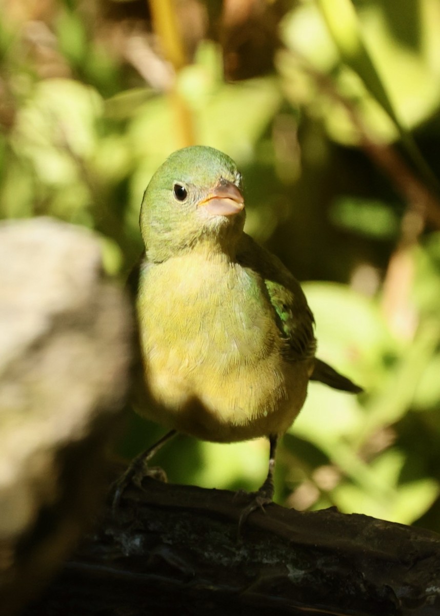 Painted Bunting - ML646161530