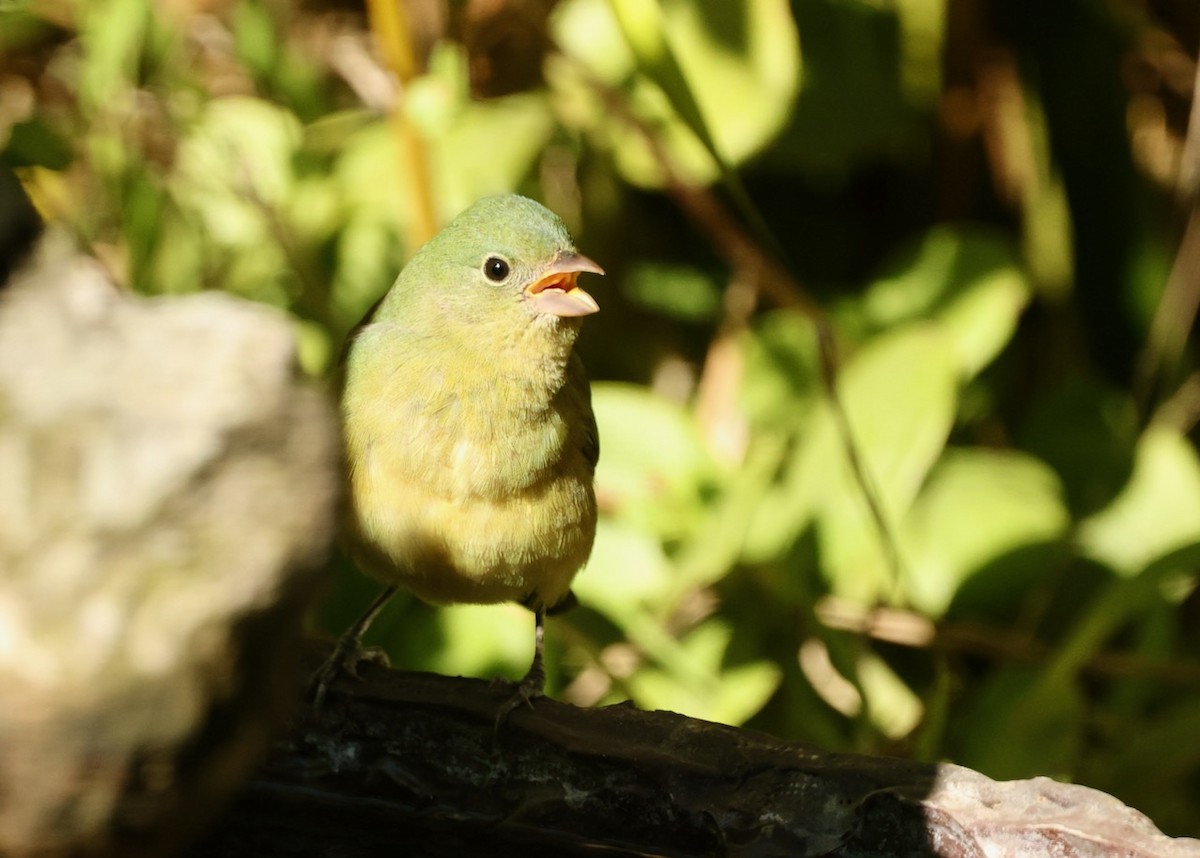 Painted Bunting - ML646161531