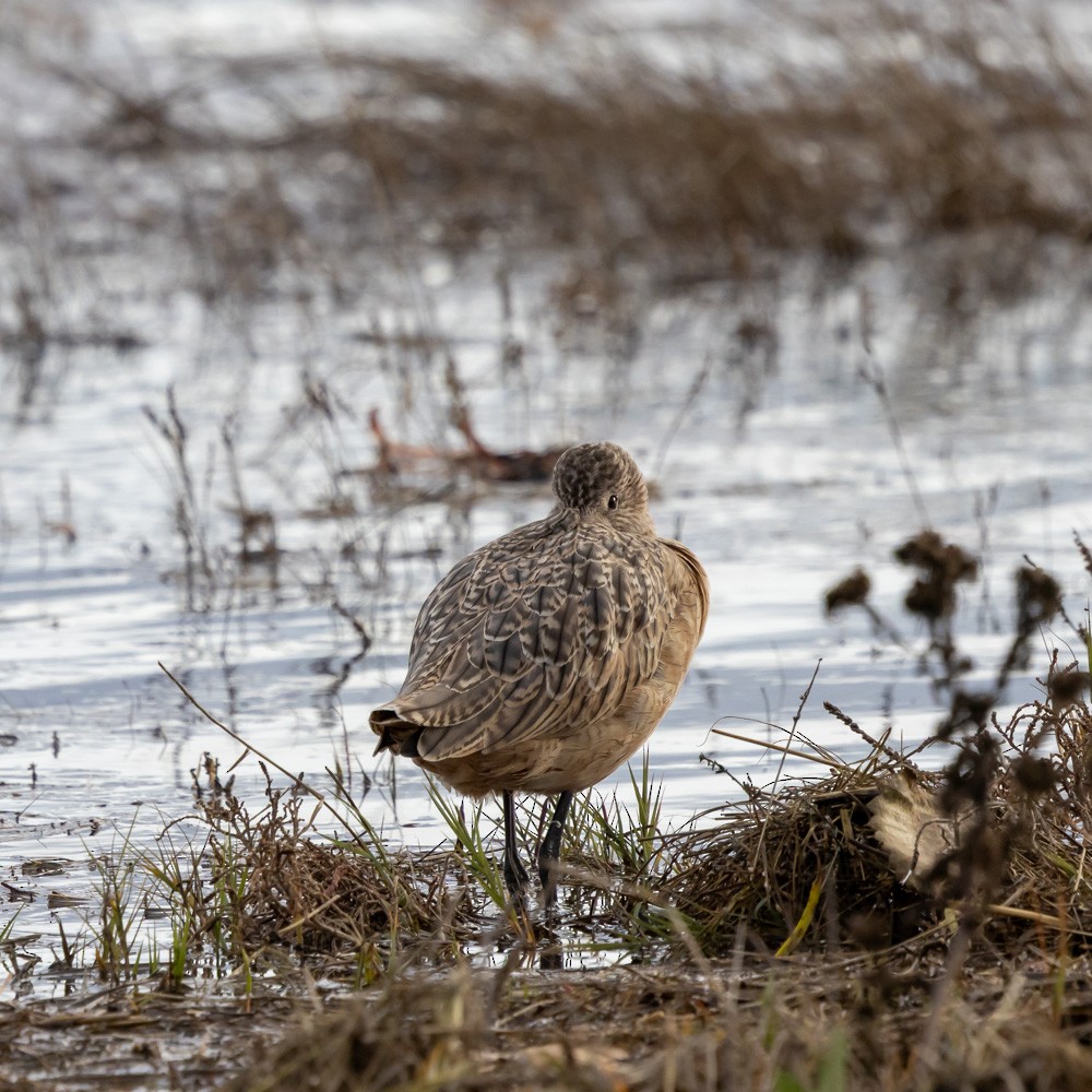 Пятнистый веретенник - ML646161532